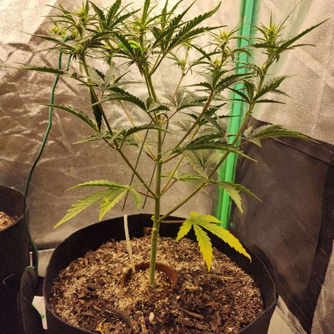 The Slayer growlog timeline photo