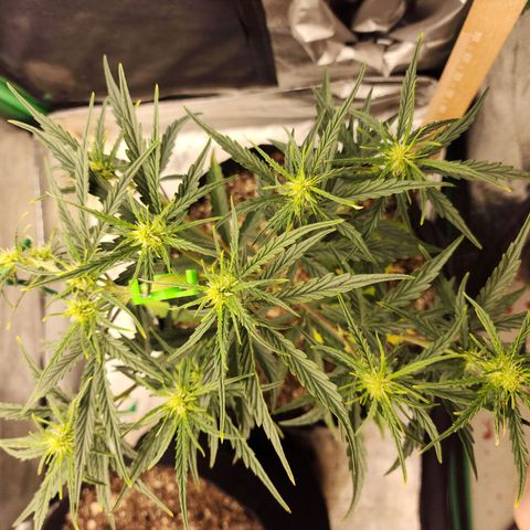 The Slayer growlog timeline photo
