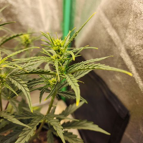 The Slayer growlog timeline photo