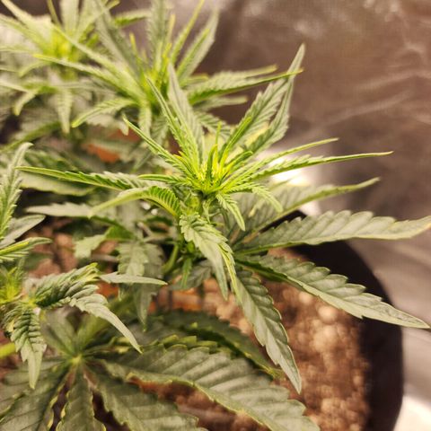 The Wizard growlog timeline photo