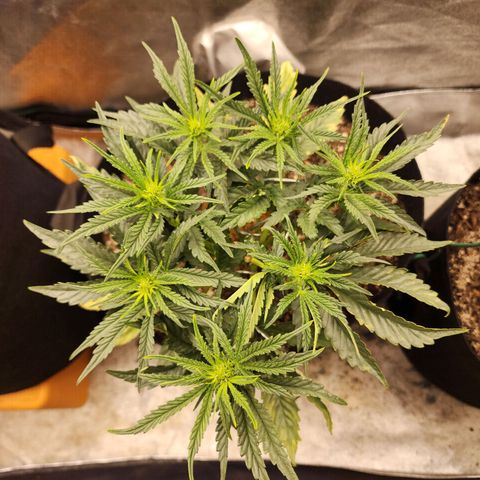 The Wizard growlog timeline photo