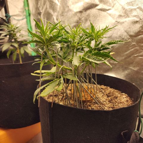 The Wizard growlog timeline photo