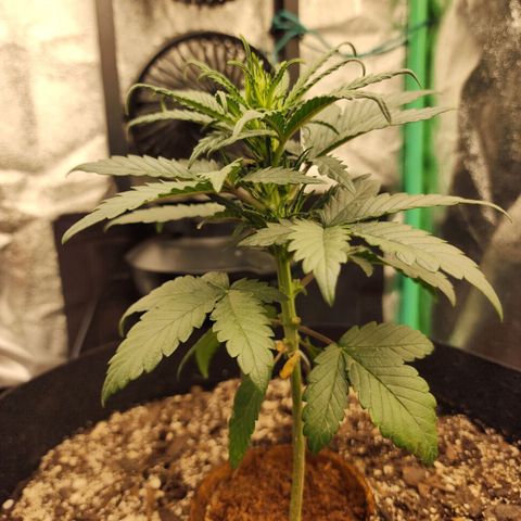 The Bard growlog timeline photo