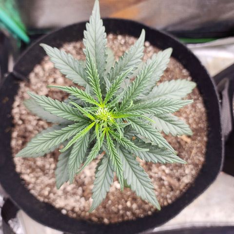 The Bard growlog timeline photo