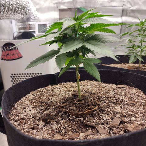 The Magus growlog timeline photo