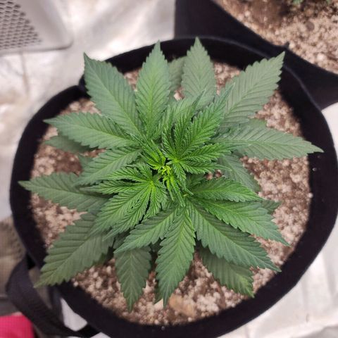 The Magus growlog timeline photo