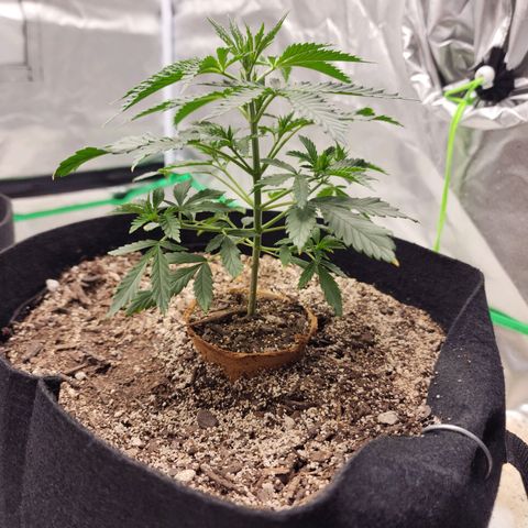 The Cleric growlog timeline photo