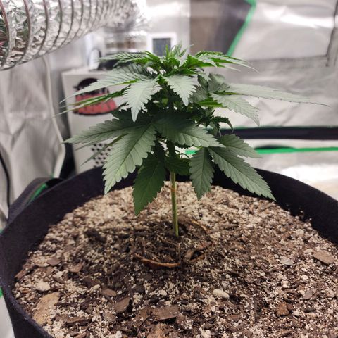 The Magus growlog timeline photo
