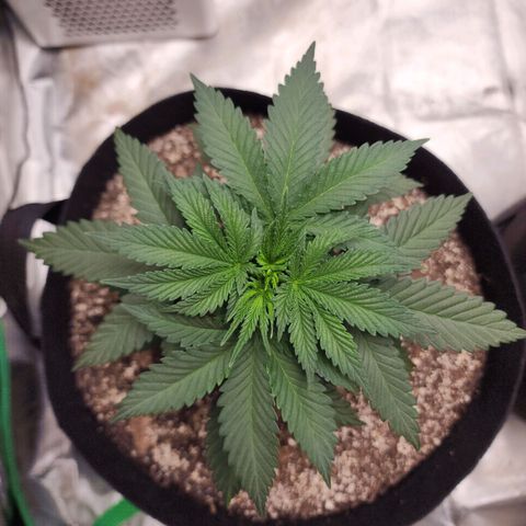 The Magus growlog timeline photo