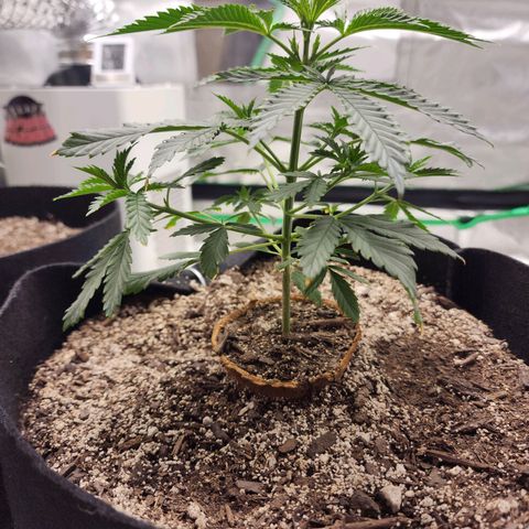 The Cleric growlog timeline photo