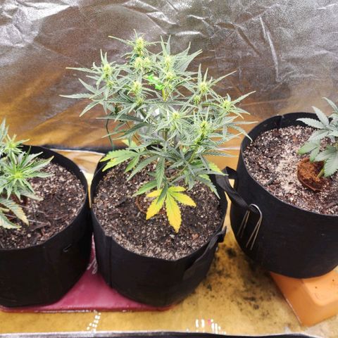 The Magus growlog timeline photo
