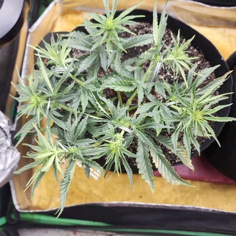 The Wizard growlog timeline photo
