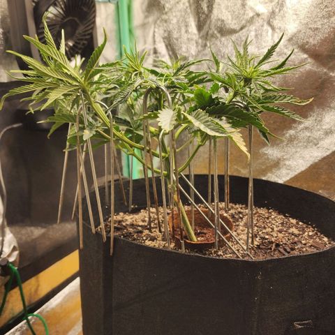 The Wizard growlog timeline photo