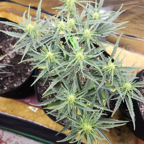 The Slayer growlog timeline photo