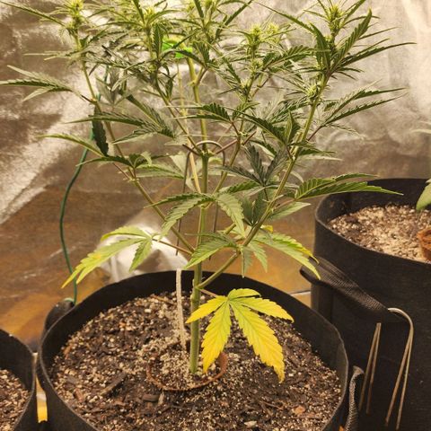 The Slayer growlog timeline photo