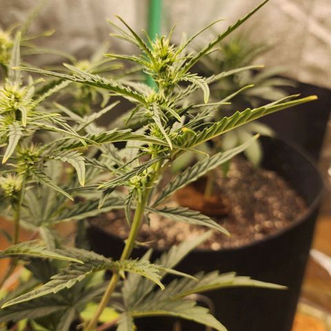 The Slayer growlog timeline photo