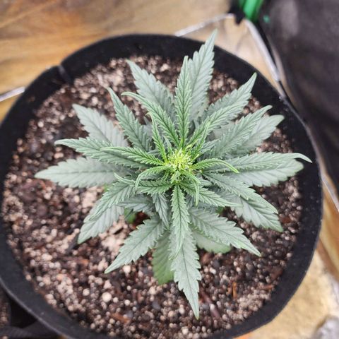 The Bard growlog timeline photo