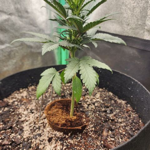 The Bard growlog timeline photo