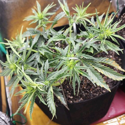 The Wizard growlog timeline photo