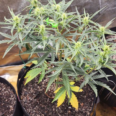 The Slayer growlog timeline photo