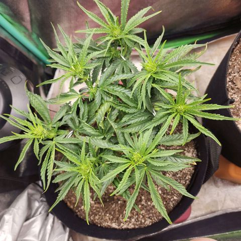 The Wizard growlog timeline photo