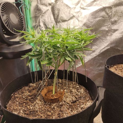 The Wizard growlog timeline photo