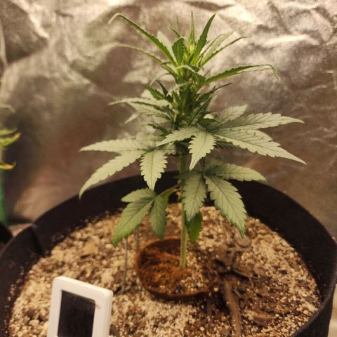 The Bard growlog timeline photo