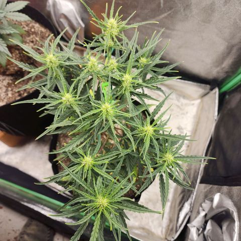 The Slayer growlog timeline photo