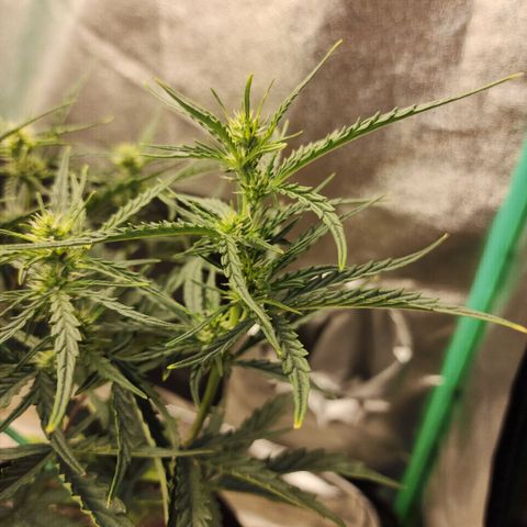 The Slayer growlog timeline photo