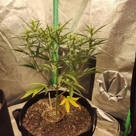 The Slayer growlog timeline photo