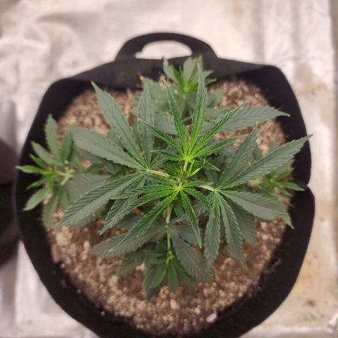 The Cleric growlog timeline photo