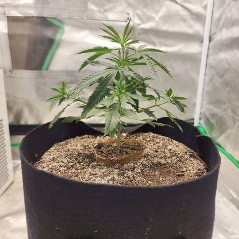 The Cleric growlog timeline photo