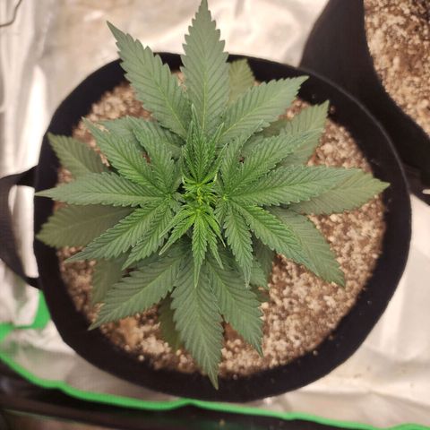 The Magus growlog timeline photo