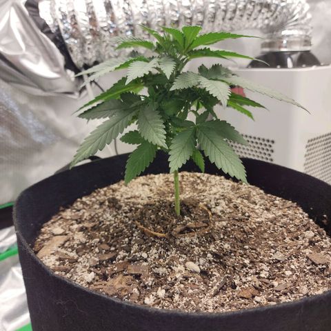 The Magus growlog timeline photo