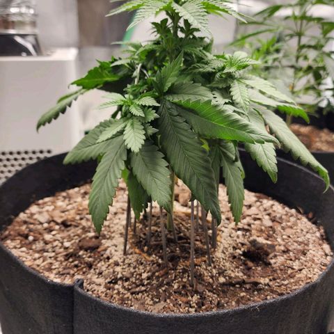 The Magus growlog timeline photo
