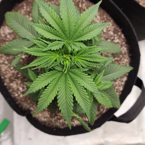 The Magus growlog timeline photo
