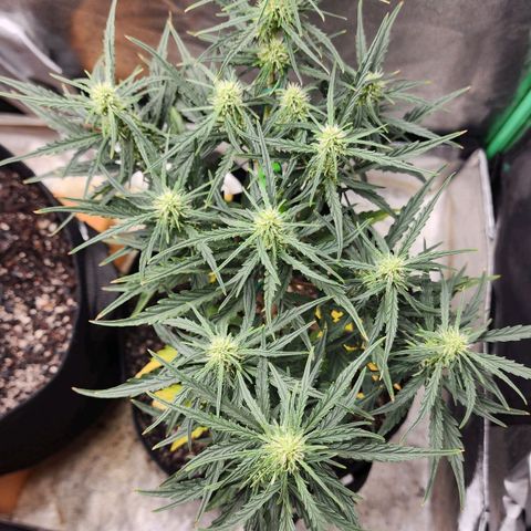 The Slayer growlog timeline photo