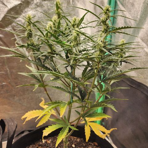 The Slayer growlog timeline photo