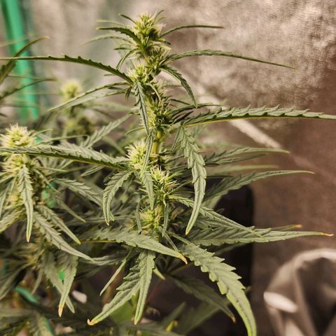 The Slayer growlog timeline photo