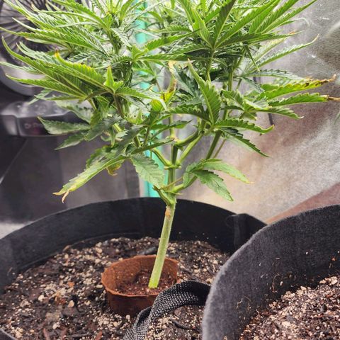 The Wizard growlog timeline photo