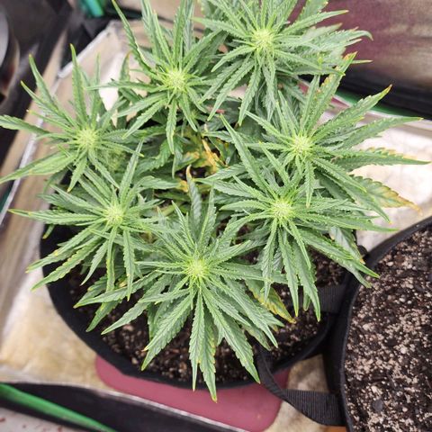The Wizard growlog timeline photo
