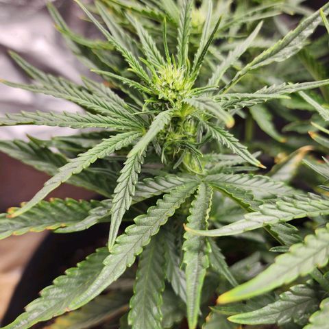 The Wizard growlog timeline photo