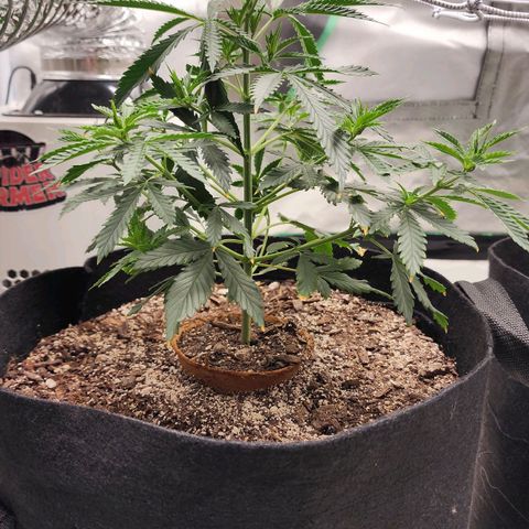 The Cleric growlog timeline photo