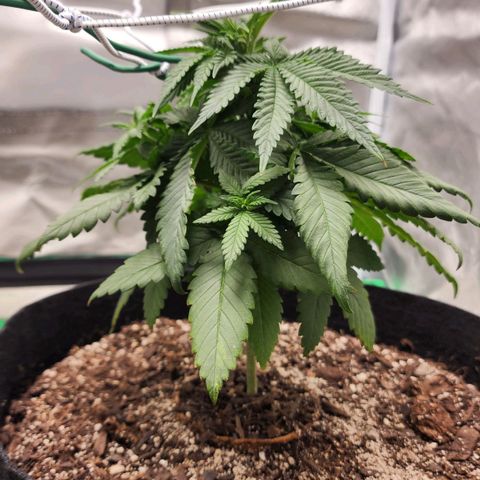 The Magus growlog timeline photo