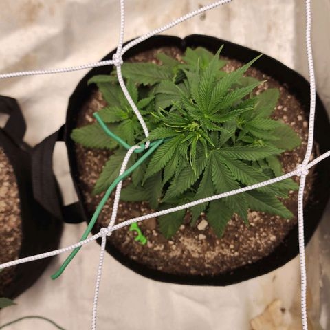 The Magus growlog timeline photo