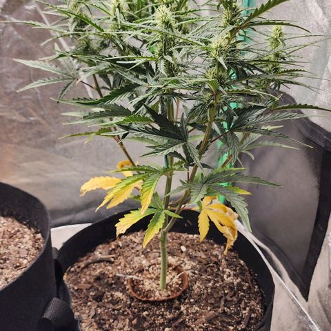 The Slayer growlog timeline photo