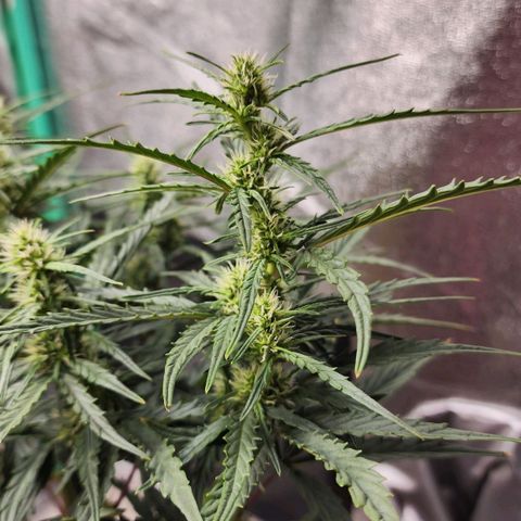 The Slayer growlog timeline photo