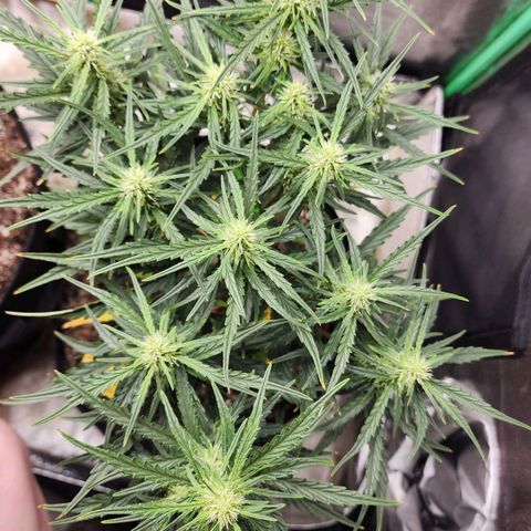 The Slayer growlog timeline photo