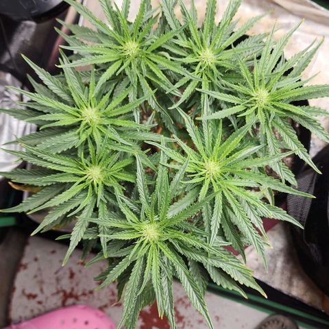 The Wizard growlog timeline photo