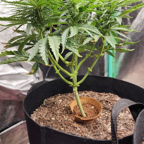 The Wizard growlog timeline photo